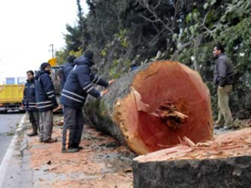 Kesilen Ağaçlar Fakirlere Yakacak Olacak