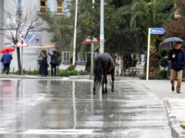 Başıboş Atlar Trafiği Tehlikeye Sokuyor