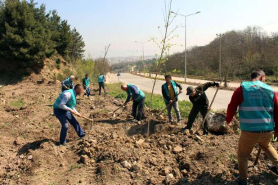 Yalova'da Hükümlüler Bin 260 Fidan Dikti