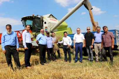 Yeni Buğday Türleri Yalova’da Geliştiriliyor