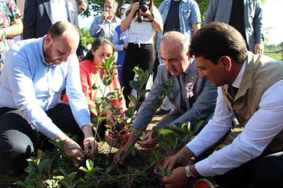 Yalova’da 3. Aronya Hasadı Yapıldı