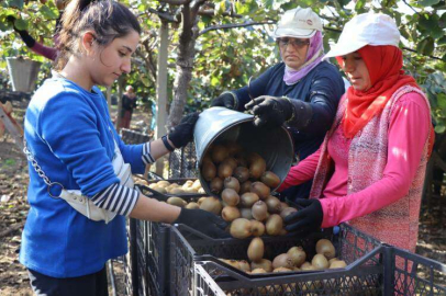 Subaşı’nda Kivi Hasadı Başladı