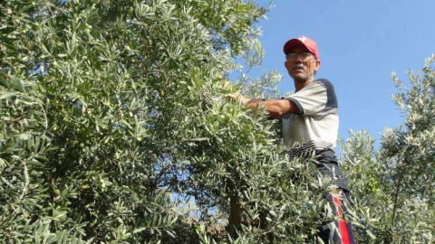 Armutlu'da Zeytin Hasadına Başlandı