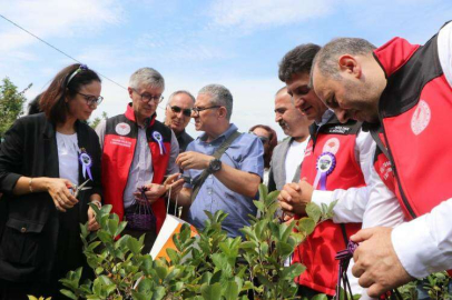 Aronya Hasadı Gerçekleştirildi