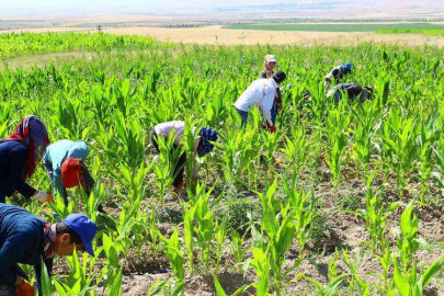 Yalova'da Tarımda Yeni Dönem Başladi