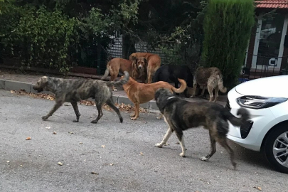 Sokak Hayvanları İle İlgili Yalova Valiliği’ne Genelge